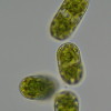 Cylindrocystis brebissonii var minor 1602 thumb